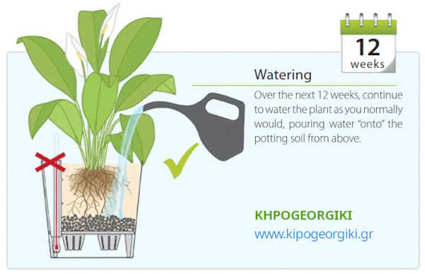 Initial Watering